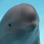 Smiling Dolphin(miharucto.com)